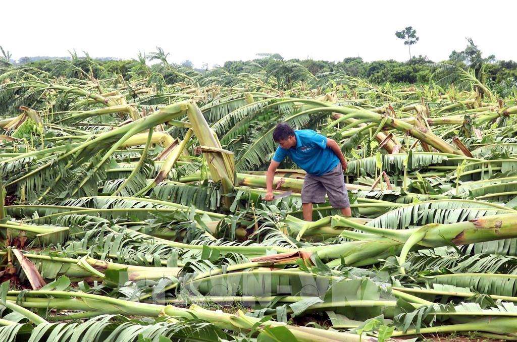 Giải pháp để nông dân tham gia bảo hiểm nông nghiệp nhiều hơn