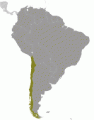 Chi-lê