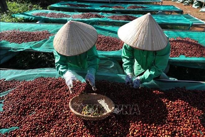 dien-bien-gia-gao-trong-nuoc-va-xuat-khau-truoc-anh-huong-cua-mua-bao