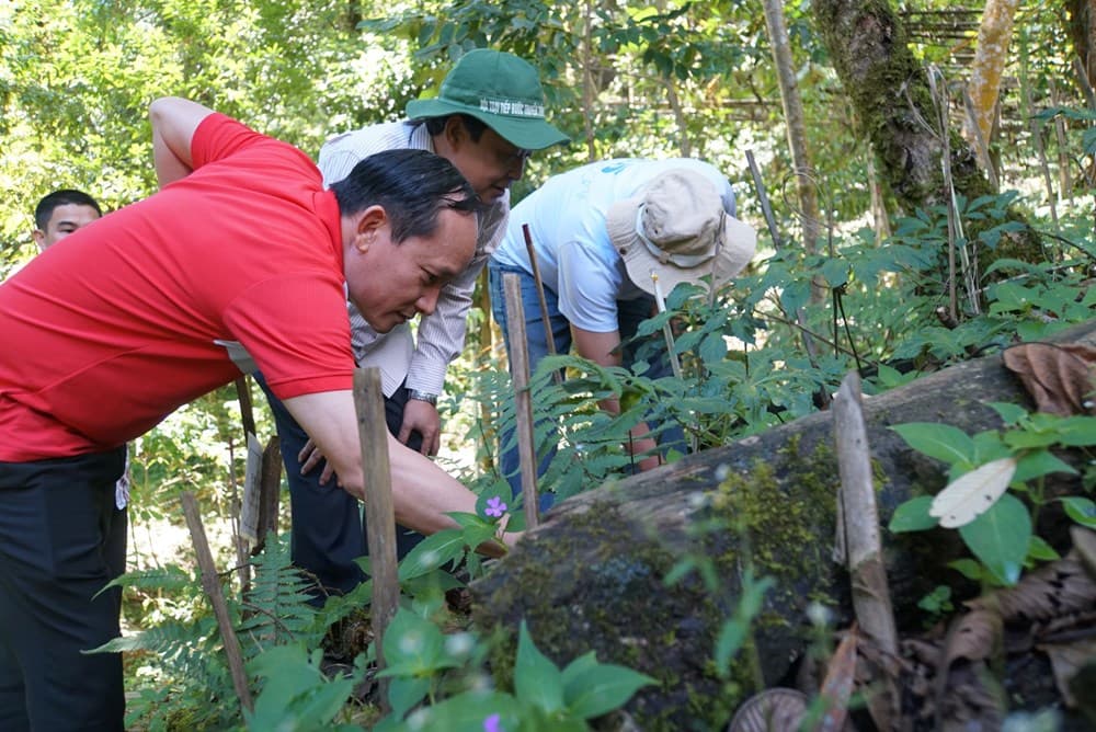 Đà Nẵng dành 500 tỉ đồng phát triển nông nghiệp hữu cơ