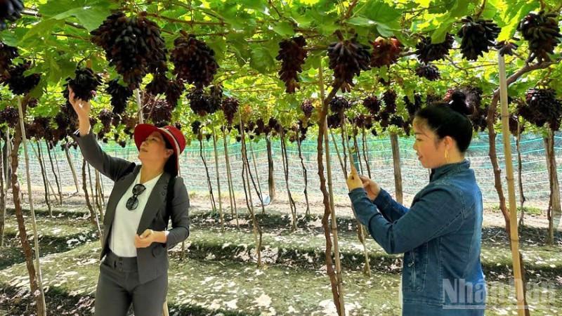 Nâng cao giá trị cây trồng gắn với chuyển đổi xanh ở Khánh Hòa