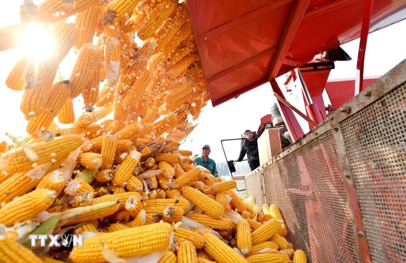 Thị trường nông sản đồng loạt tăng giá