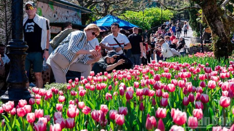 Hàng nghìn du khách đổ về ngắm hoa tulip trên đỉnh Bà Nà Đà Nẵng