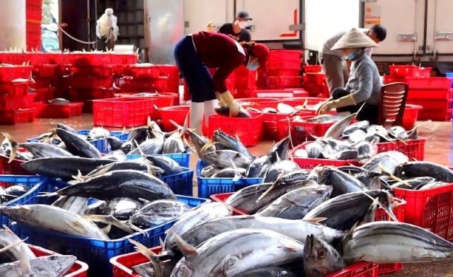 Thách thức ngành cá ngừ trước cơ hội miễn thuế vào Mỹ
