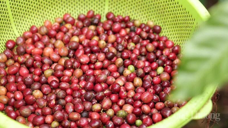 Thương vụ Việt Nam tại Algeria hỗ trợ doanh nghiệp xuất khẩu sang châu Phi