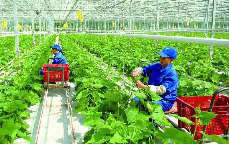 Đề xuất cắt giảm, đơn giản hoá 276 thủ tục nông nghiệp liên quan đến hoạt động sản xuất, kinh doanh