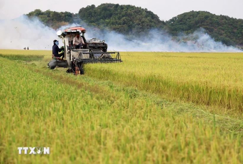 viet-nam-la-mot-trong-cac-nuoc-co-kha-nang-tu-chu-luong-thuc-o-muc-cao