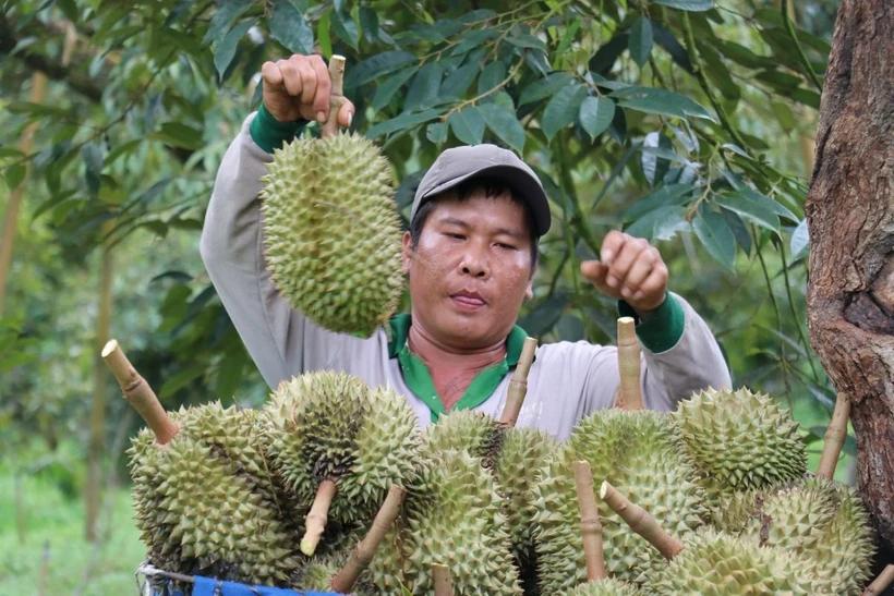 kim-ngach-xuat-khau-rau-qua-cua-ca-nuoc-can-dich-som-truoc-1-thang