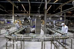 Hợp chất thay thế kháng sinh mở ra hướng đi bền vững cho ngành sữa toàn cầu