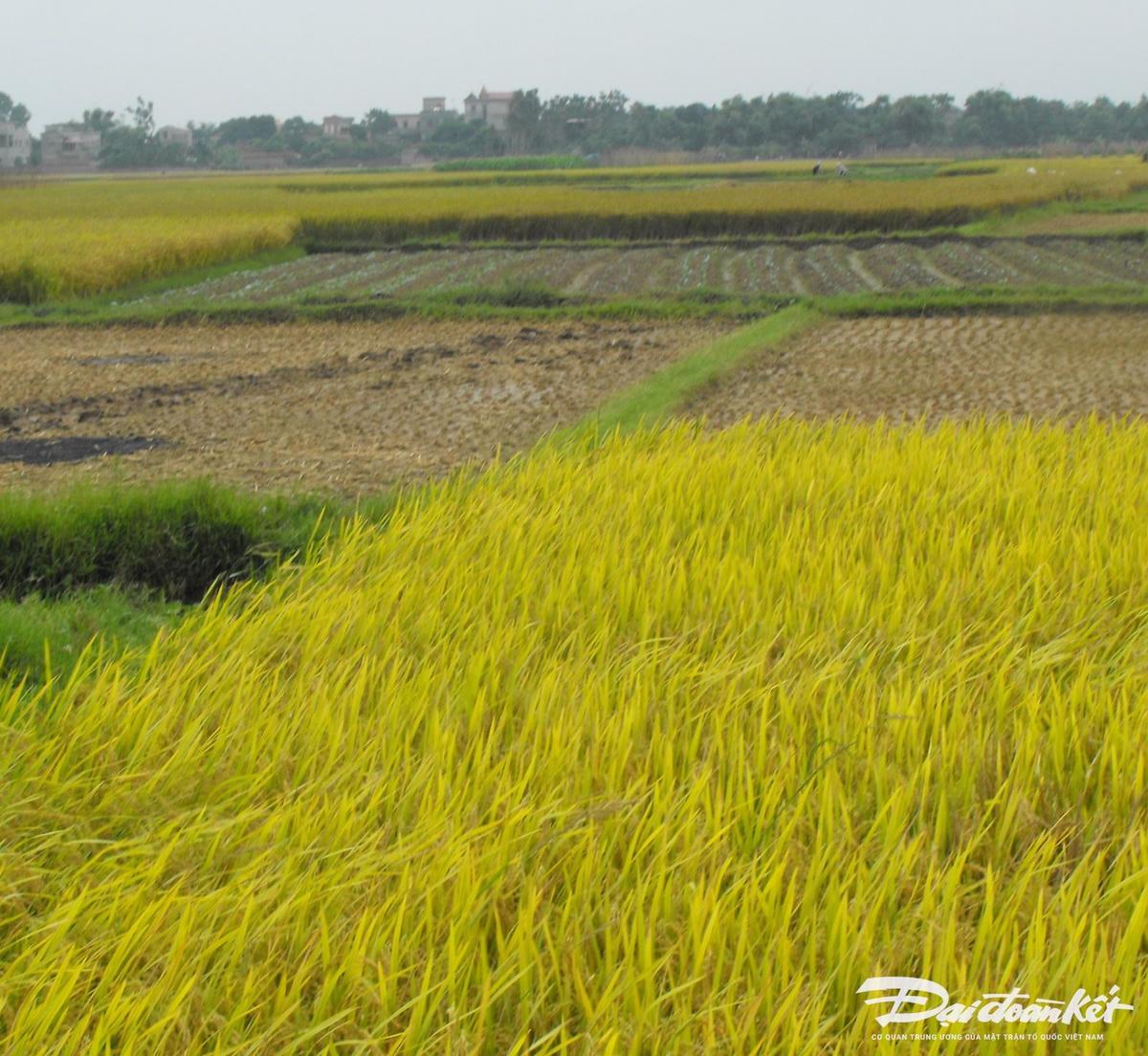 dieu-kien-chuyen-nhuong-dat-trong-lua