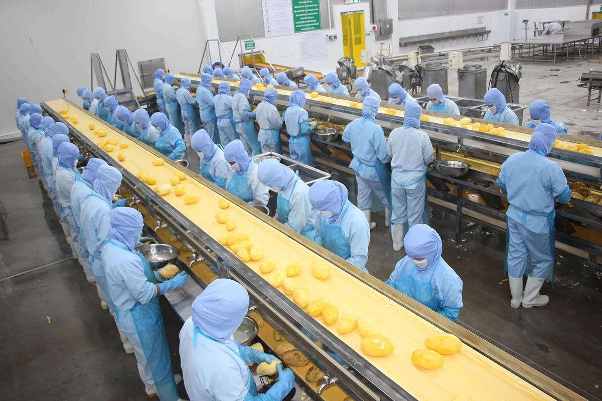 Antesco dự lãi kỷ lục, muốn nâng tỷ lệ cổ tức