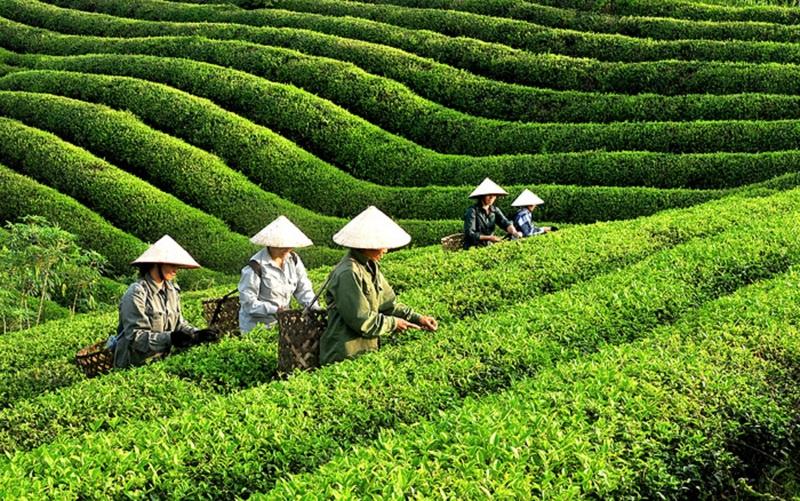 Lý do chè Việt xuất khẩu vẫn “mắc kẹt” ở phân khúc giá rẻ