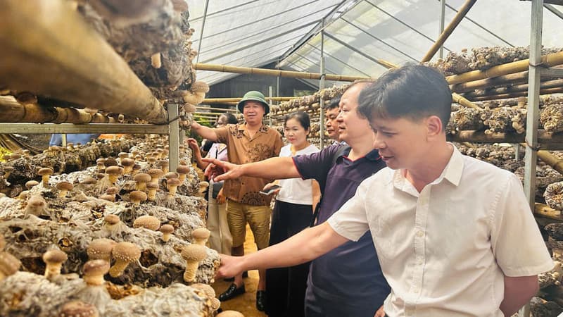 Cao Bằng: Đưa sản phẩm OCOP tiếp cận thị trường lớn hơn