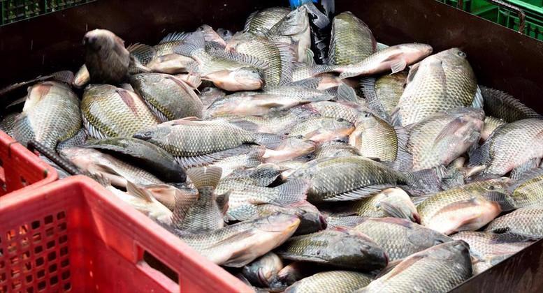Sản xuất cá rô phi: Cơ hội và chiến lược phát triển bền vững