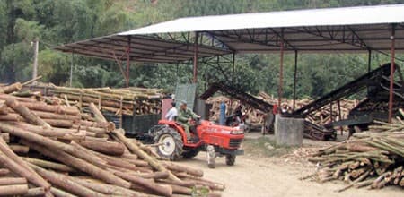 nhieu-cong-ty-lam-nghiep-o-lam-dong-phai-vay-ngan-hang-de-chi-tra-luong