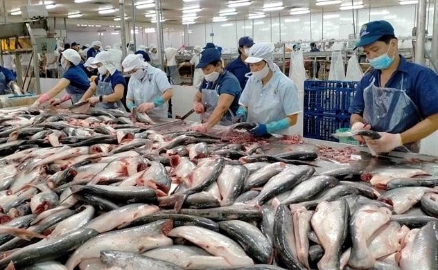 Xuất khẩu cá tra vấp nhiều rào cản, doanh nghiệp xoay trục thế nào?