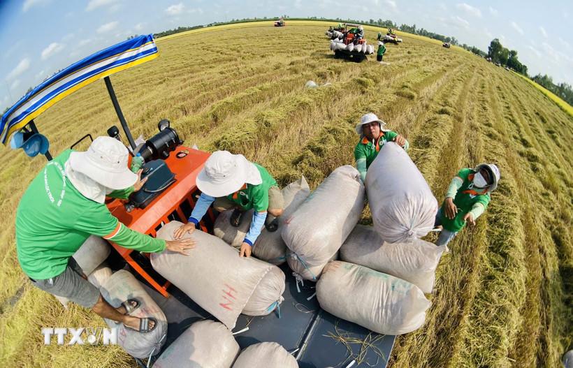 Đề án 1 triệu hécta lúa chất lượng cao: Bước chuyển lớn cho ngành lúa gạo "cất cánh"