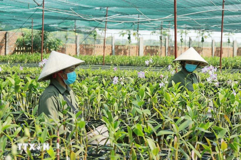 Mở rộng không gian phát triển ngành nông nghiệp sau hợp nhất