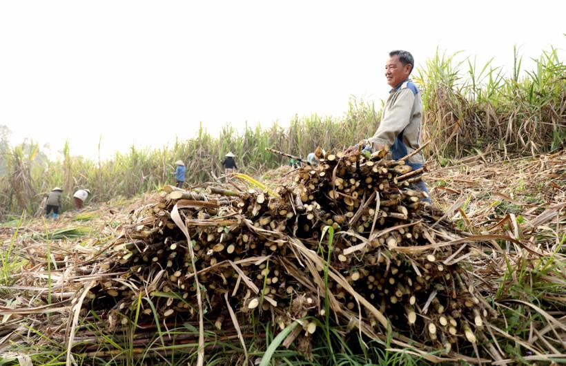 Tuyên Quang: Người nông dân rộn ràng vào vụ thu hoạch mía