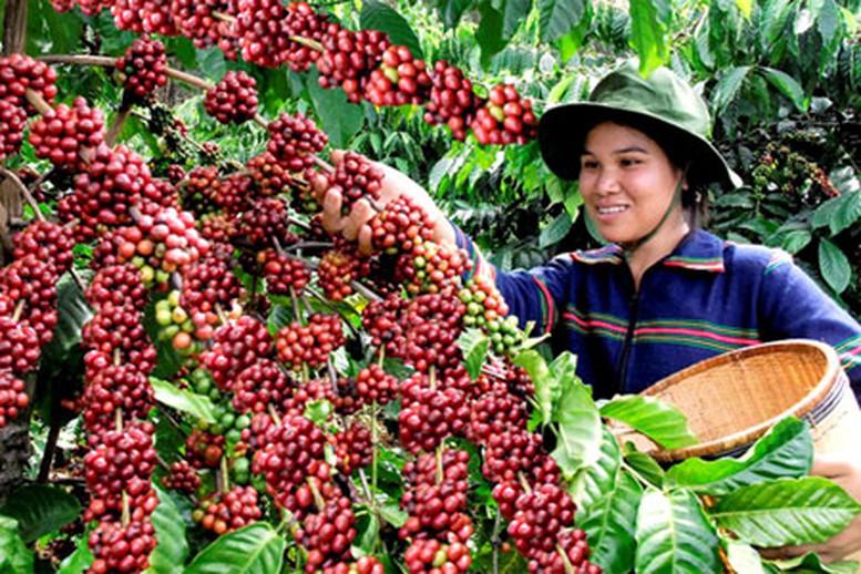 ca-phe-the-gioi-khan-hiem-viet-nam-co-pha-vo-kich-ban-duoc-mua-mat-gia