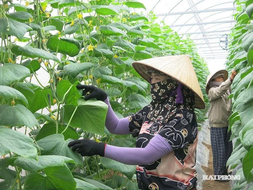 sua-luat-thue-gia-tri-gia-tang-tiep-suc-cho-doanh-nghiep-nong-nghiep-phat-trien