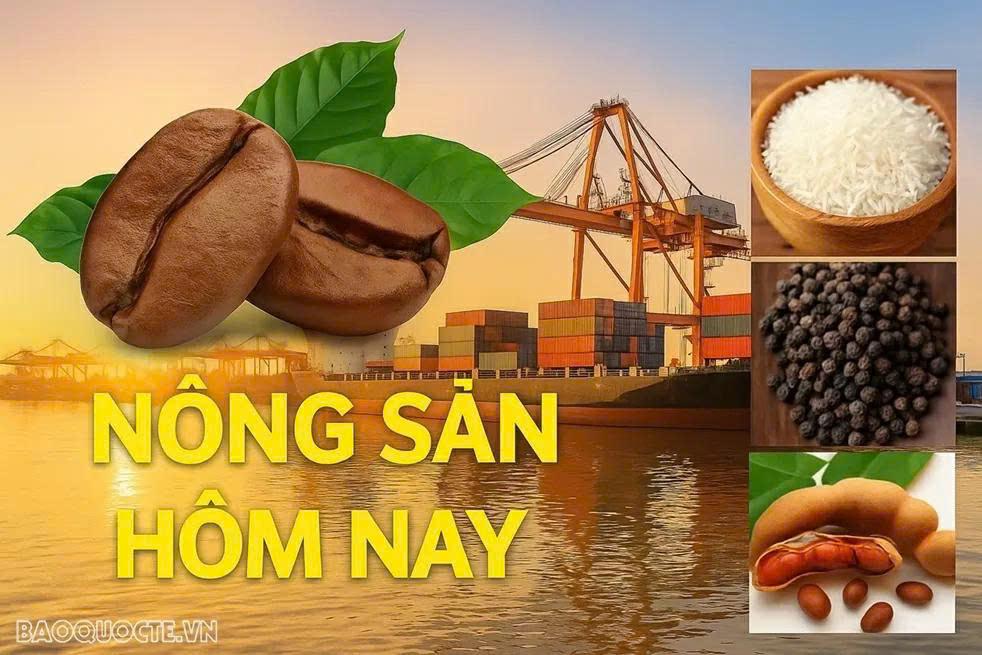 Giá nông sản hôm nay 13/1/2026: Giá robusta tăng trở lại, lý do thị trường trong nước kém sôi động, xuất khẩu cà phê 'đối mặt' khó khăn