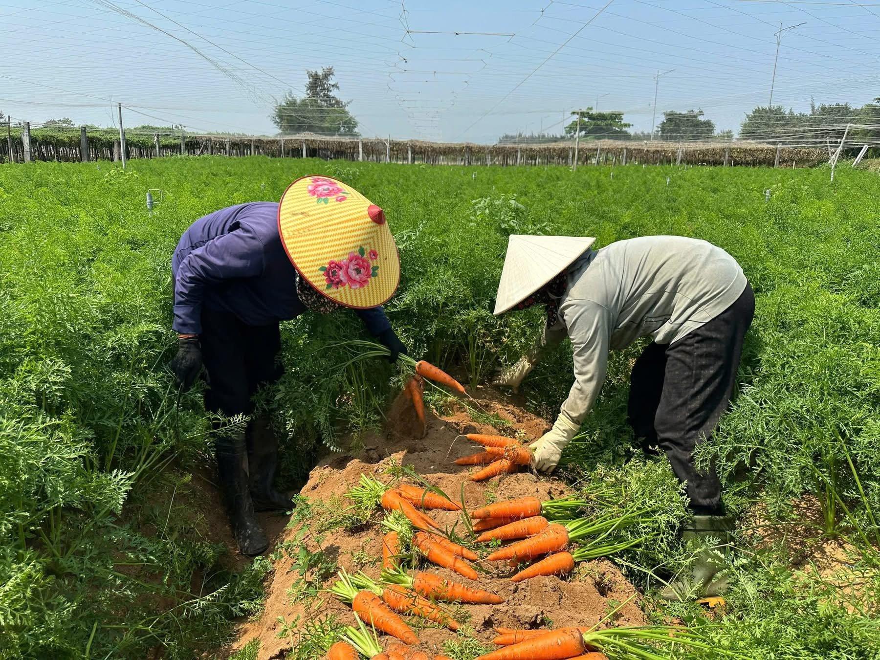 nong-nghiep-cong-nghe-cao-va-nut-that-canh-dong-lon