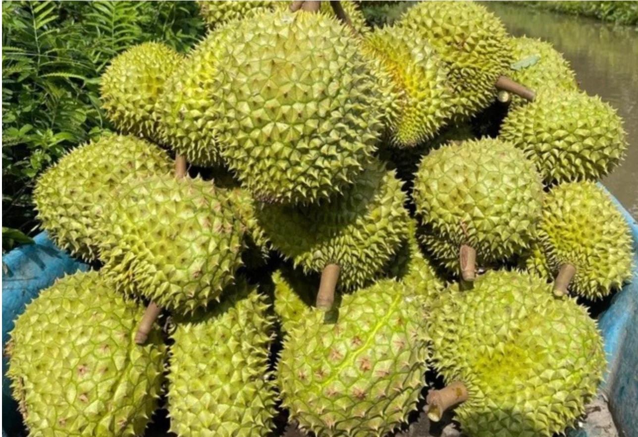 sau-rieng-viet-nam-co-them-doi-thu-tai-thi-truong-trung-quoc