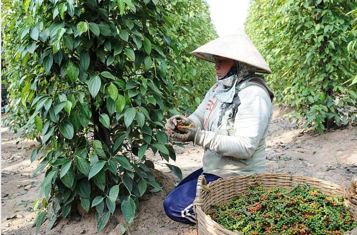 gia-ho-tieu-tiep-tuc-giam-doanh-nghiep-viet-chay-nuoc-rut-lam-viec-voi-doi-tac