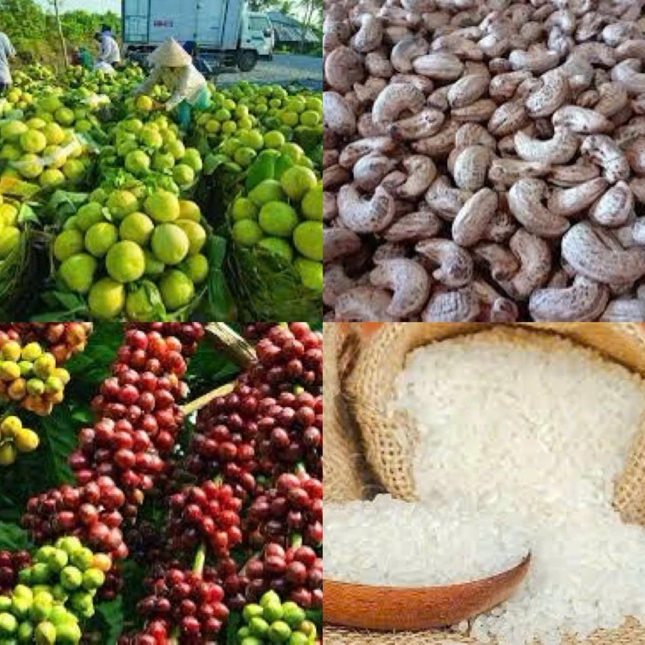 Mở lối kinh doanh cho doanh nghiệp Việt tại Chile và khu vực Nam Mỹ