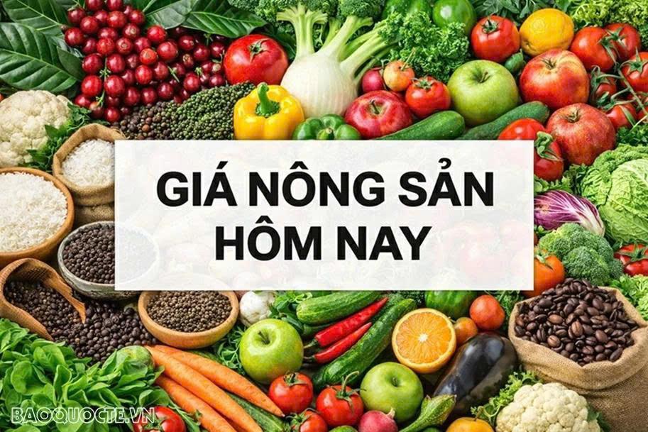 gia-nong-san-hom-nay-2322026-gia-ca-phe-phan-anh-suc-manh-cua-hang-noi-can-cu-de-tong-thong-trump-tang-thue-dap-tra-phan-quyet-cua-toa-an-toi-cao