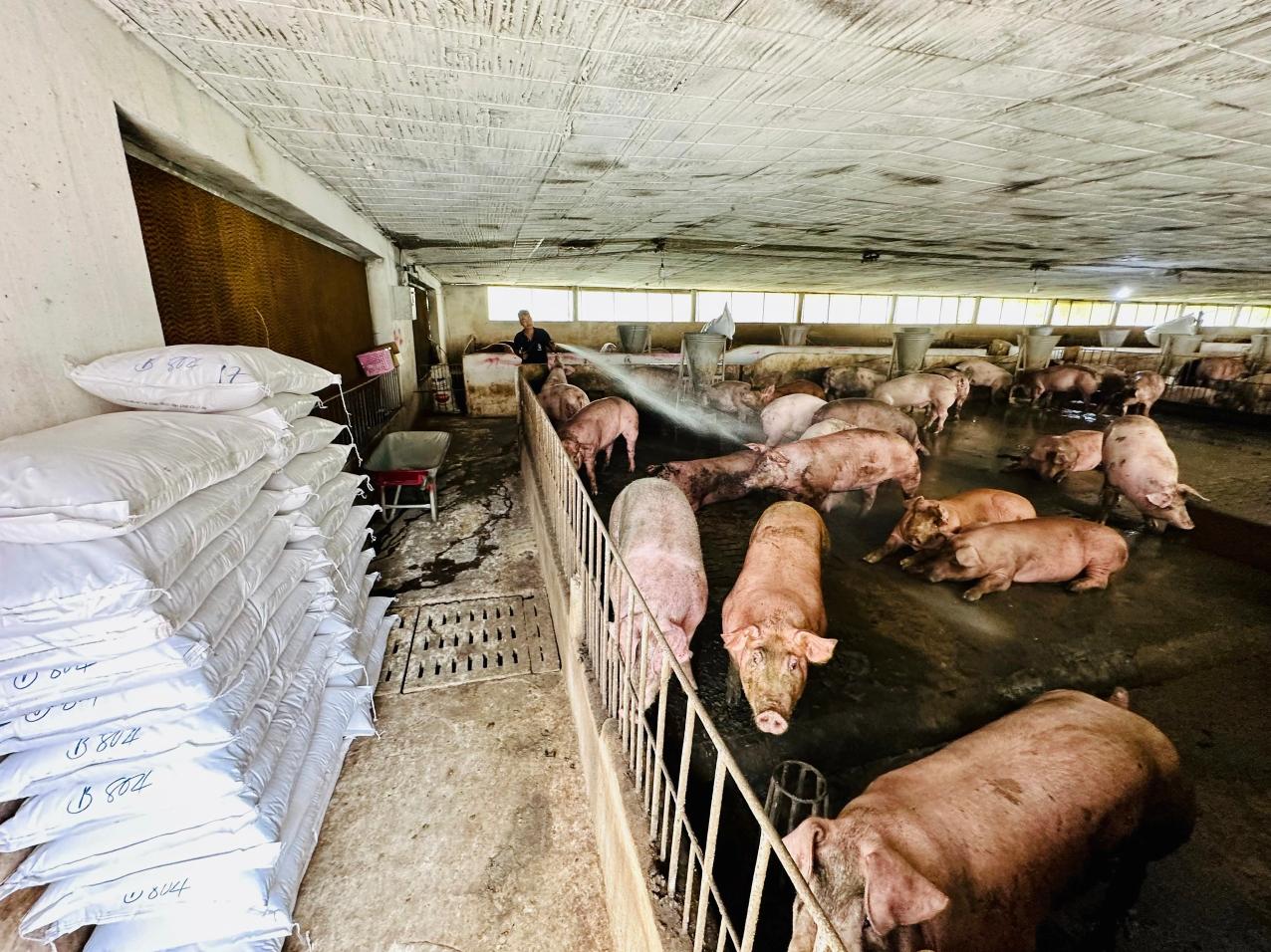 Ưu đãi thuế bị ‘vô hiệu’, doanh nghiệp chăn nuôi ‘cầu cứu’