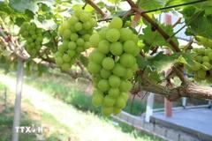 Phát triển nông nghiệp xanh: Cần nguồn vốn khởi động đủ mạnh