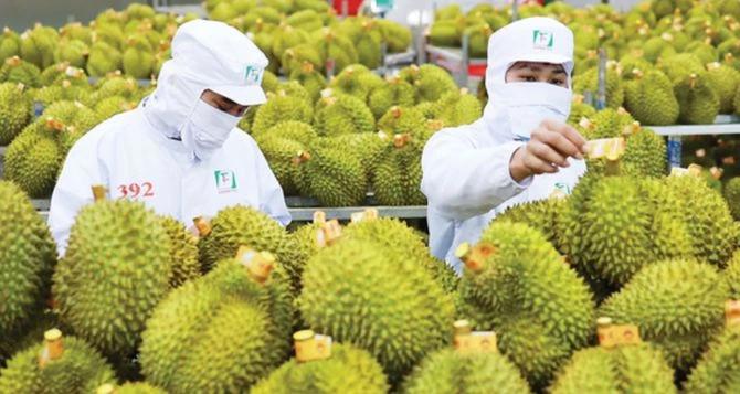 xuat-khau-sau-rieng-but-pha-dau-nam-2026-tang-truong-ngoan-muc-3-con-so