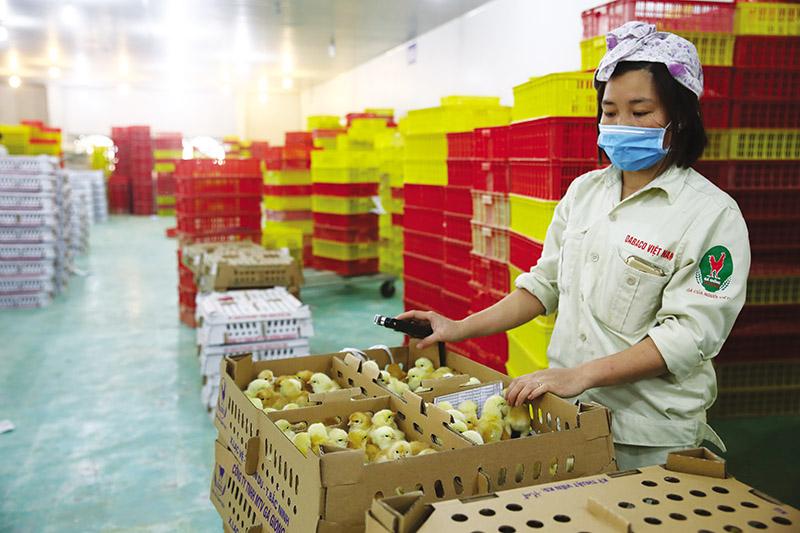 Nhiều doanh nghiệp đặt kế hoạch kinh doanh tăng trưởng hai con số