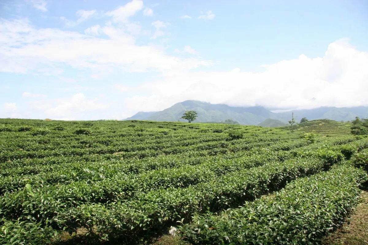 Lai Châu đẩy mạnh phát triển công nghiệp chế biến